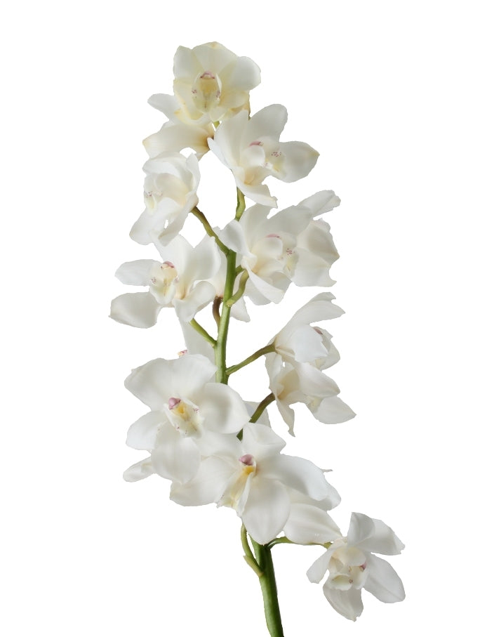 3 Cymbidium takken grootbloemig met 9-10 bloemen