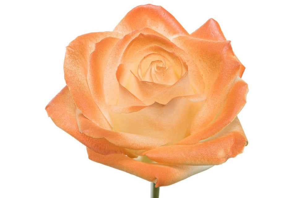 Bouquet de roses blanches à fleurs avec rougir orange