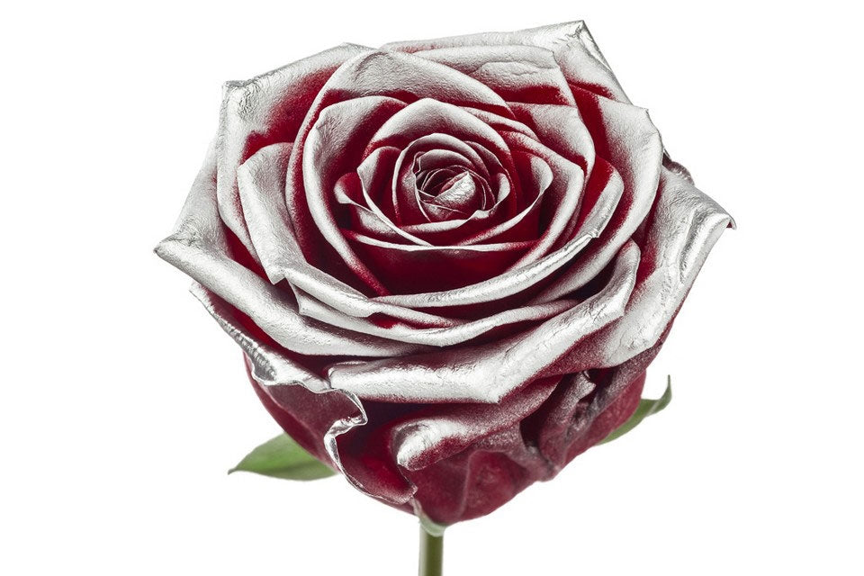 Bouquet of red -flowered roses with silver blush