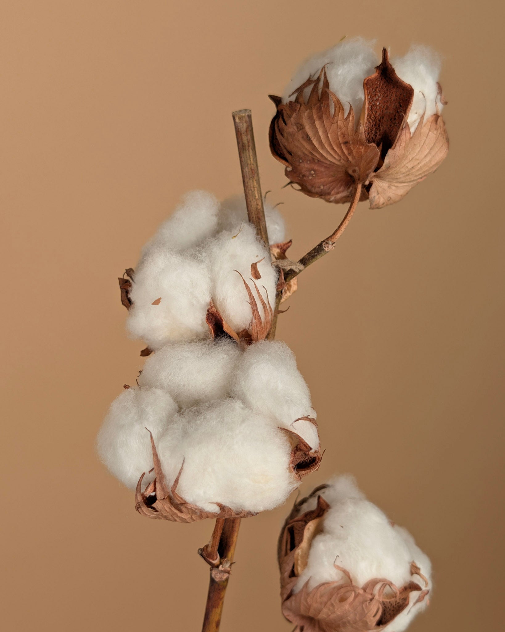 Gedroogde katoentak (Gossypium) – 7 bollen