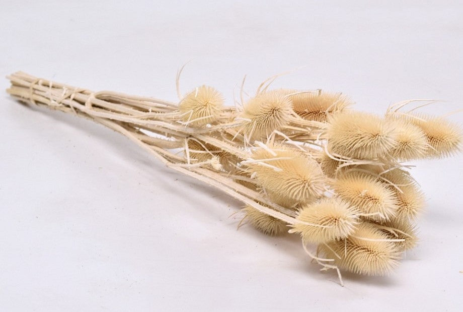 Kardoen Distel gedroogd en gebleekt