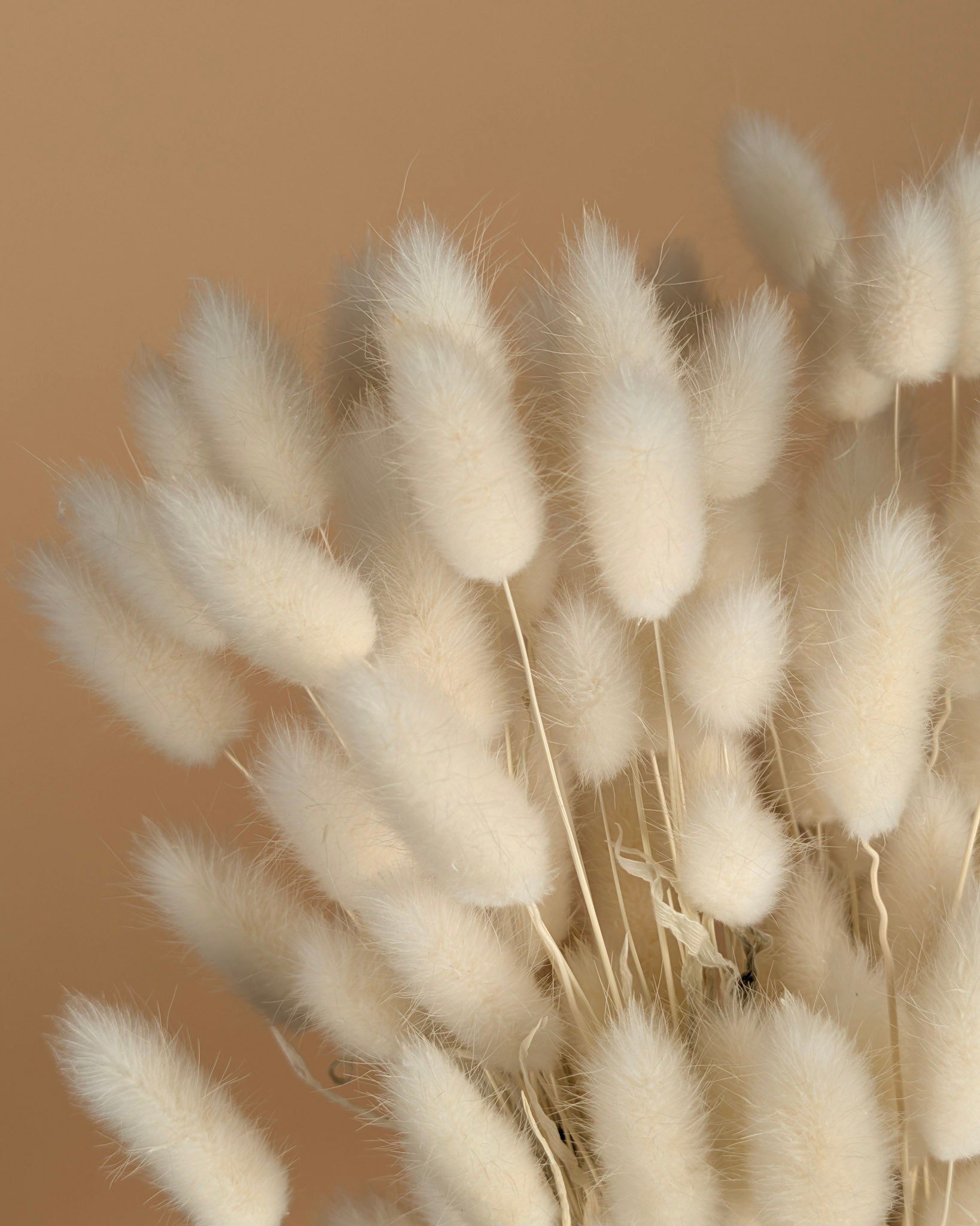 Gedroogde lagurus ovatus – gebleekt wit