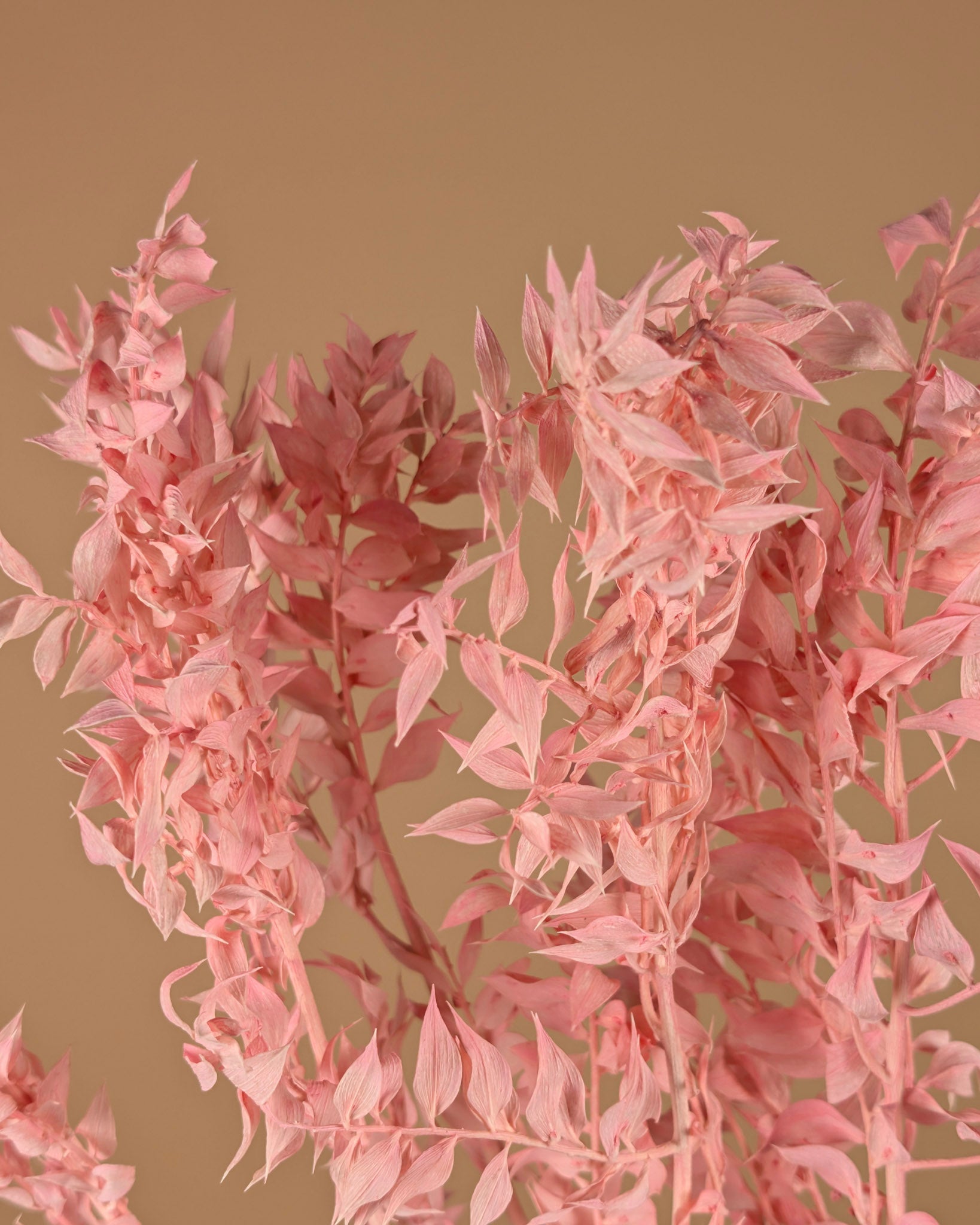 Russcus hellrosa gepredigt