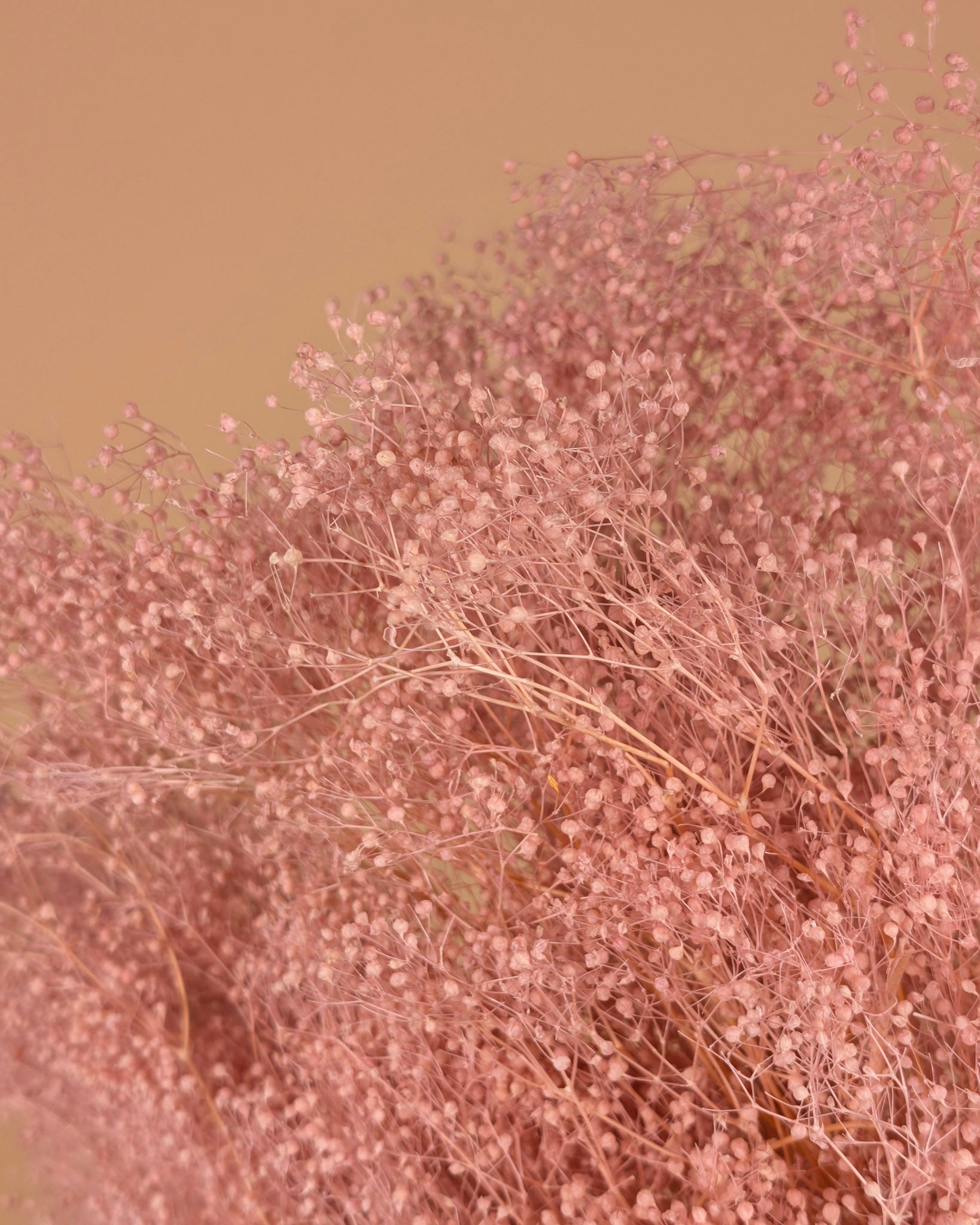 Mini gypsophila pink preserved (gypsum)