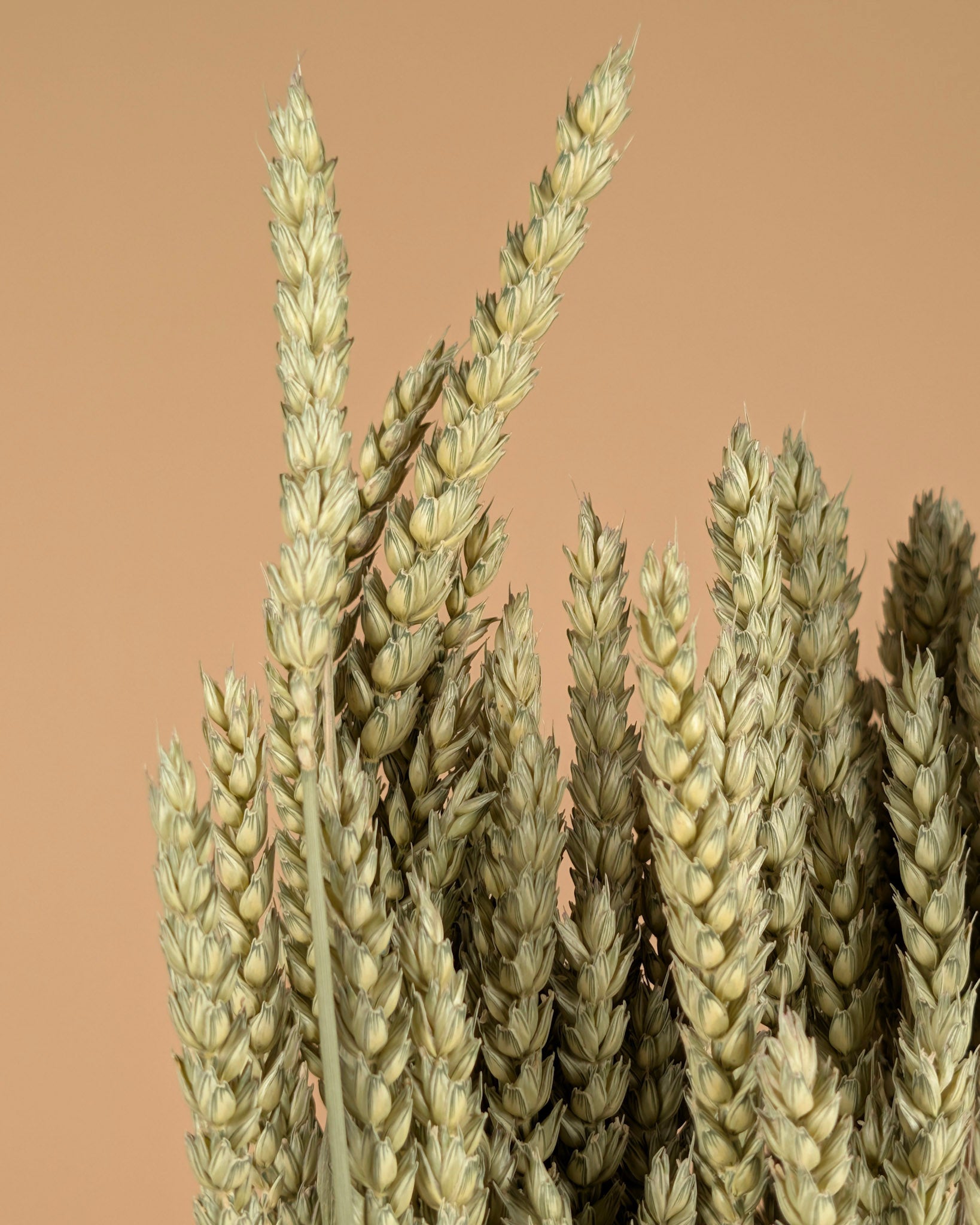 Gedroogde tarwe (triticum) – naturel
