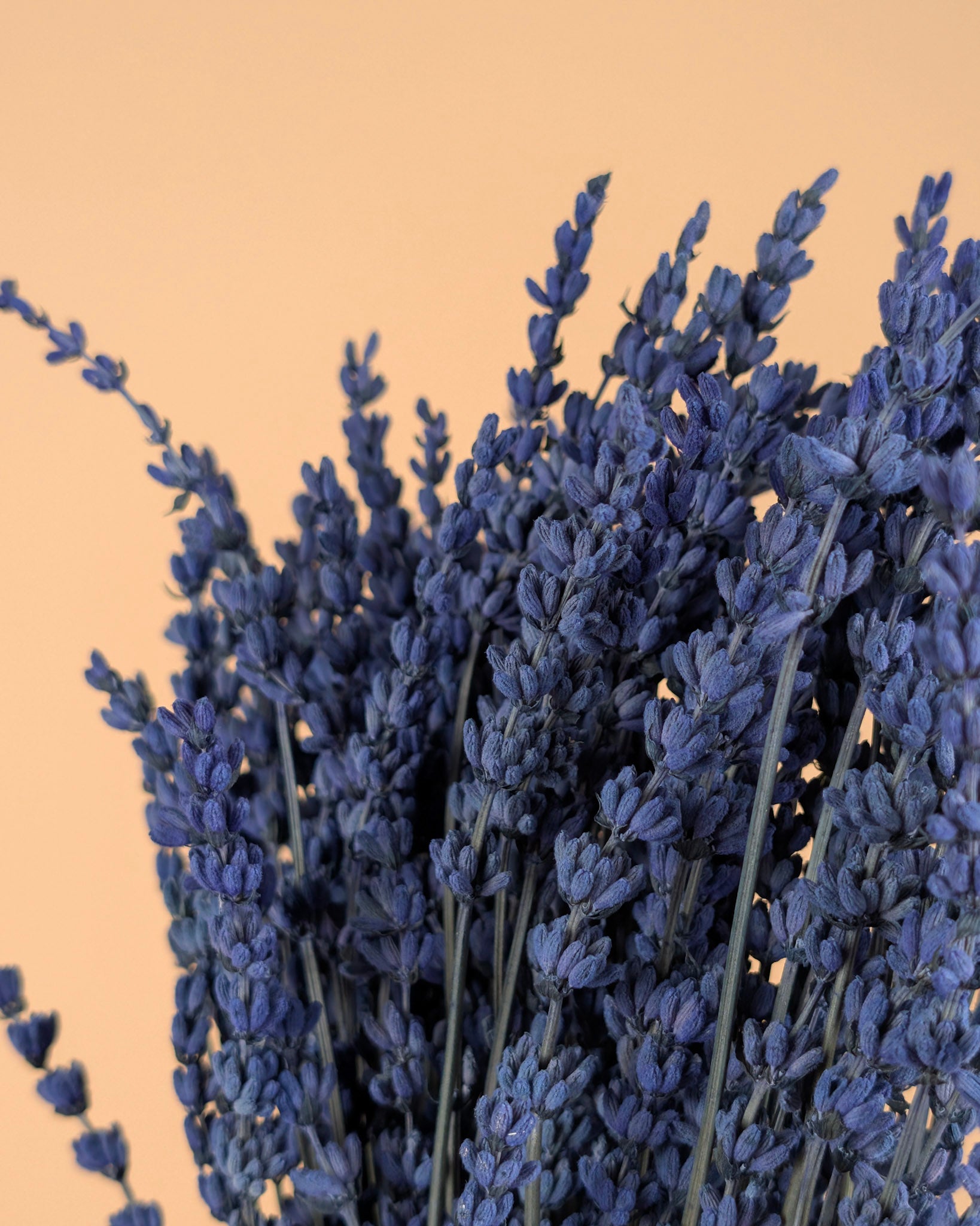 Lavendel dunkelblau Prävention