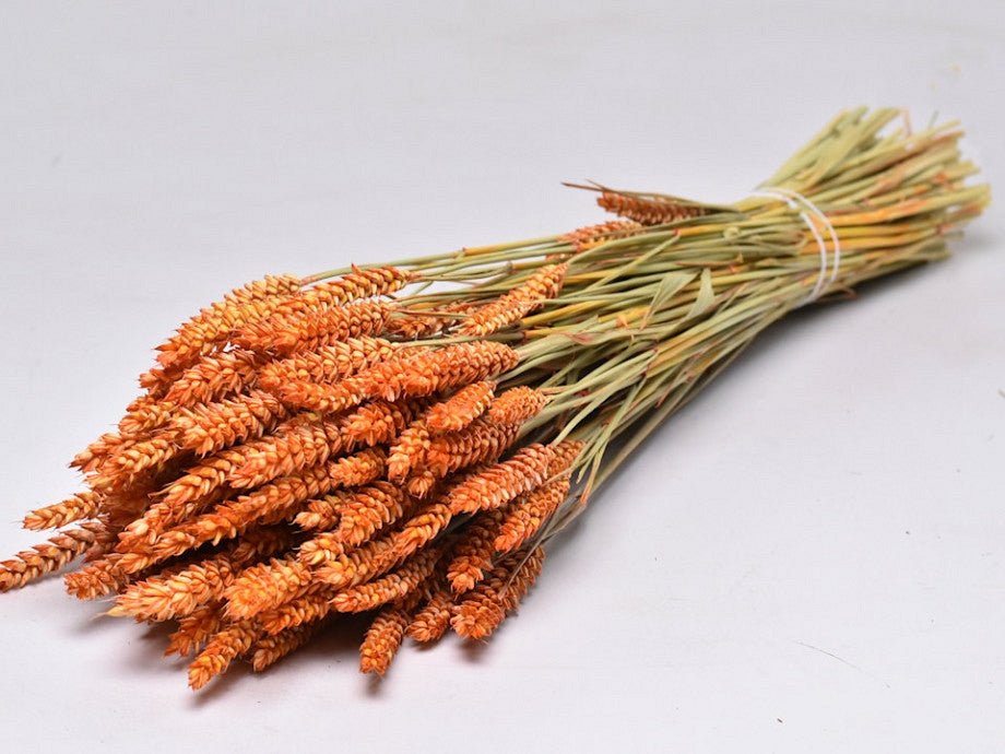 Gedroogde tarwe – oranje