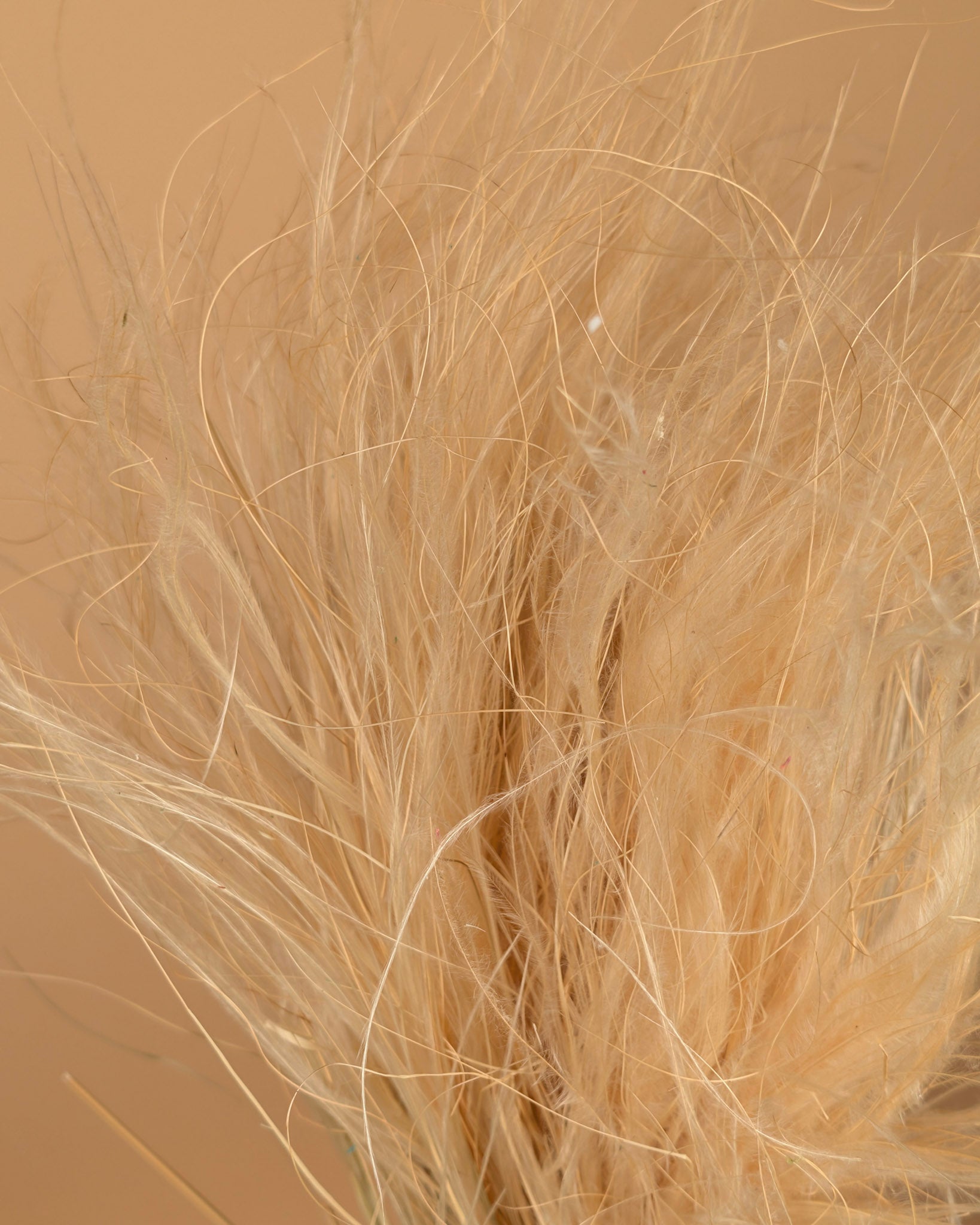 Gedroogde stypa penata – naturel