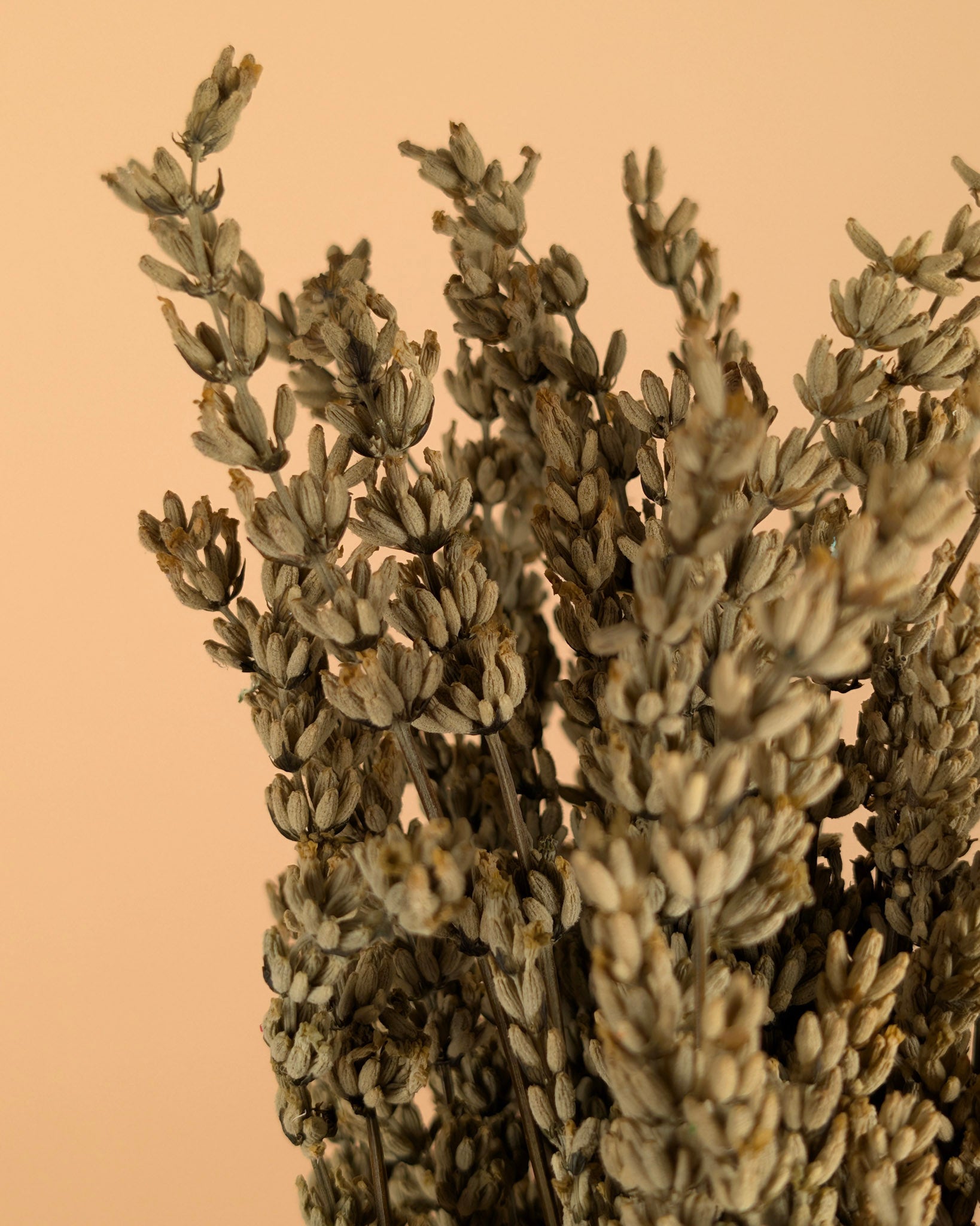 Gepreserveerde lavendel – groen