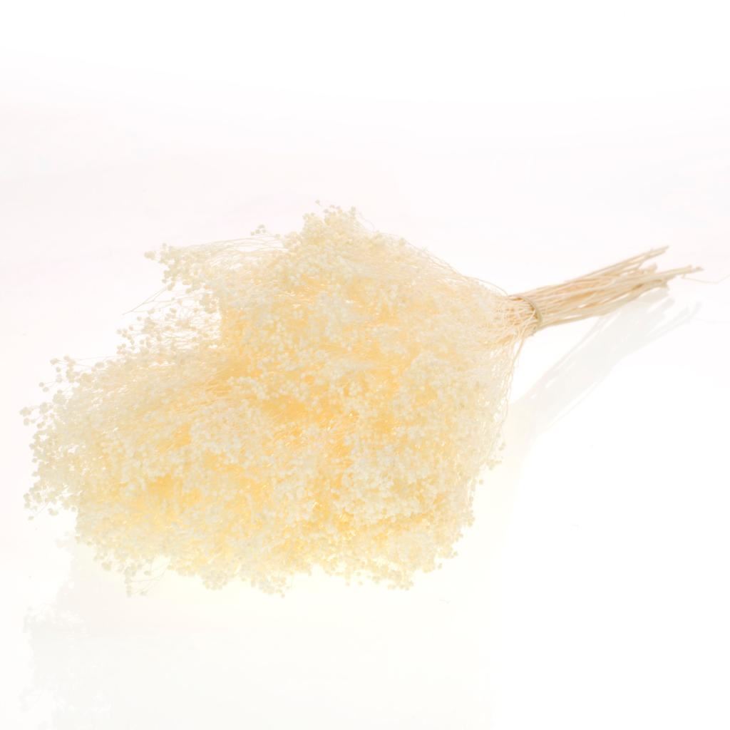 Dried broom bloom white bleached