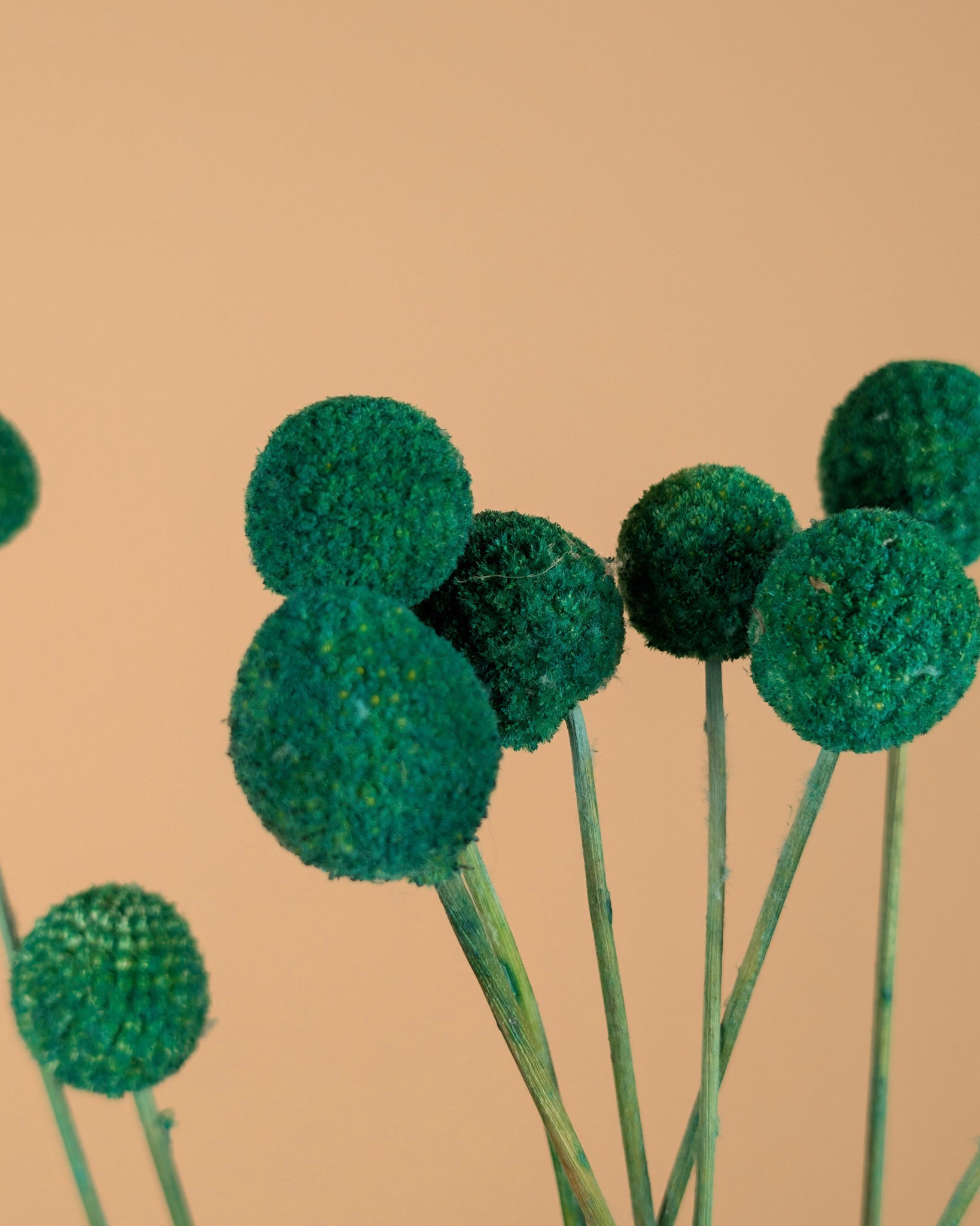 CRASPEDIA GREEN getrocknet (Billy Button)