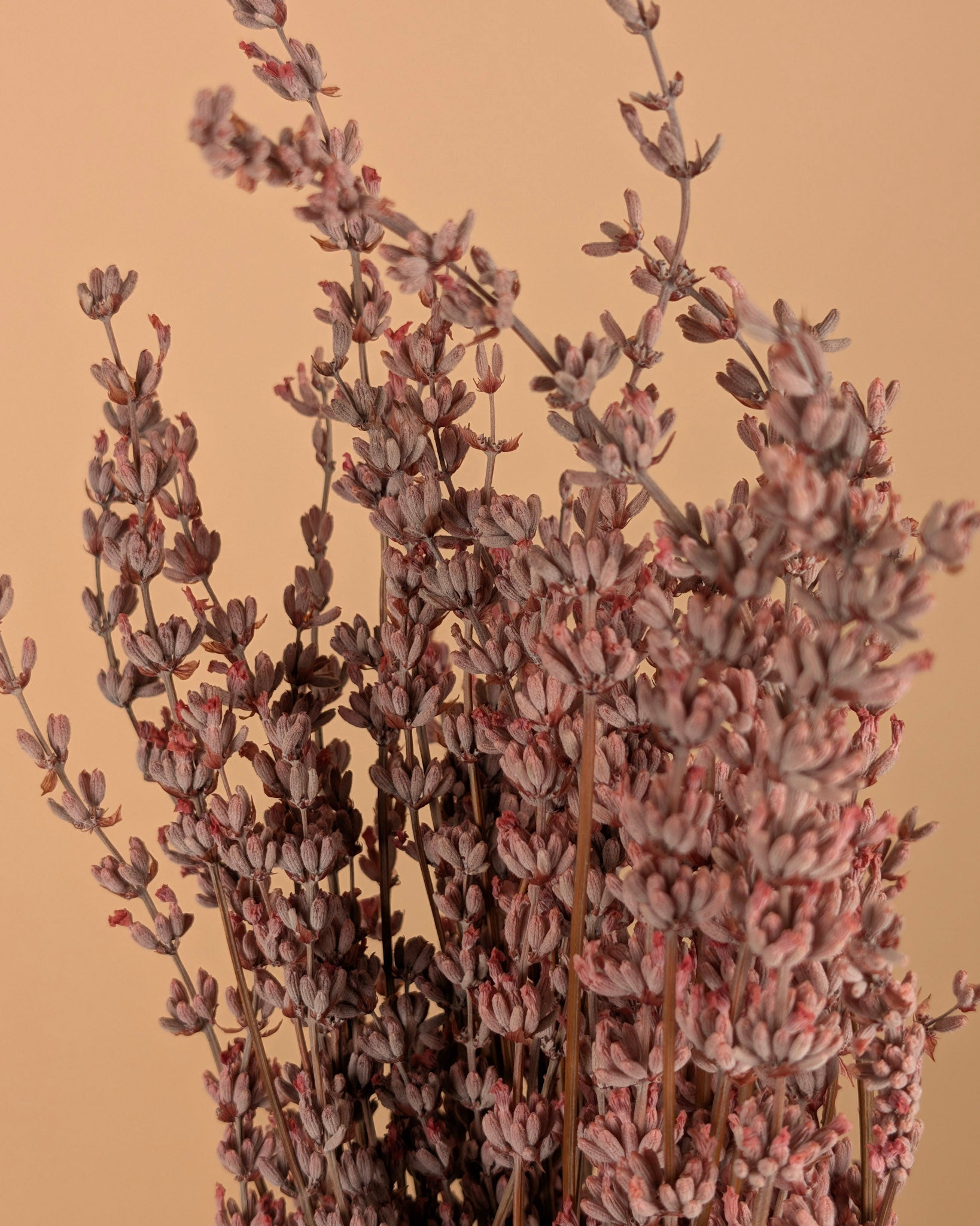 Gepreserveerde lavendel – roze