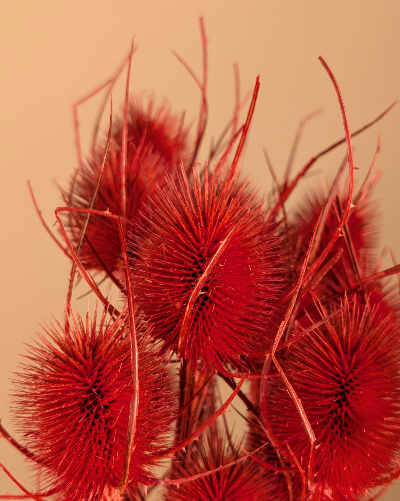 Dried Cardoon Distel Oranje Painted