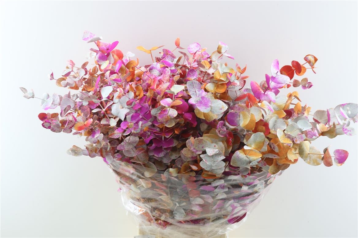 Eucalyptus cinerea monet orange par forêt