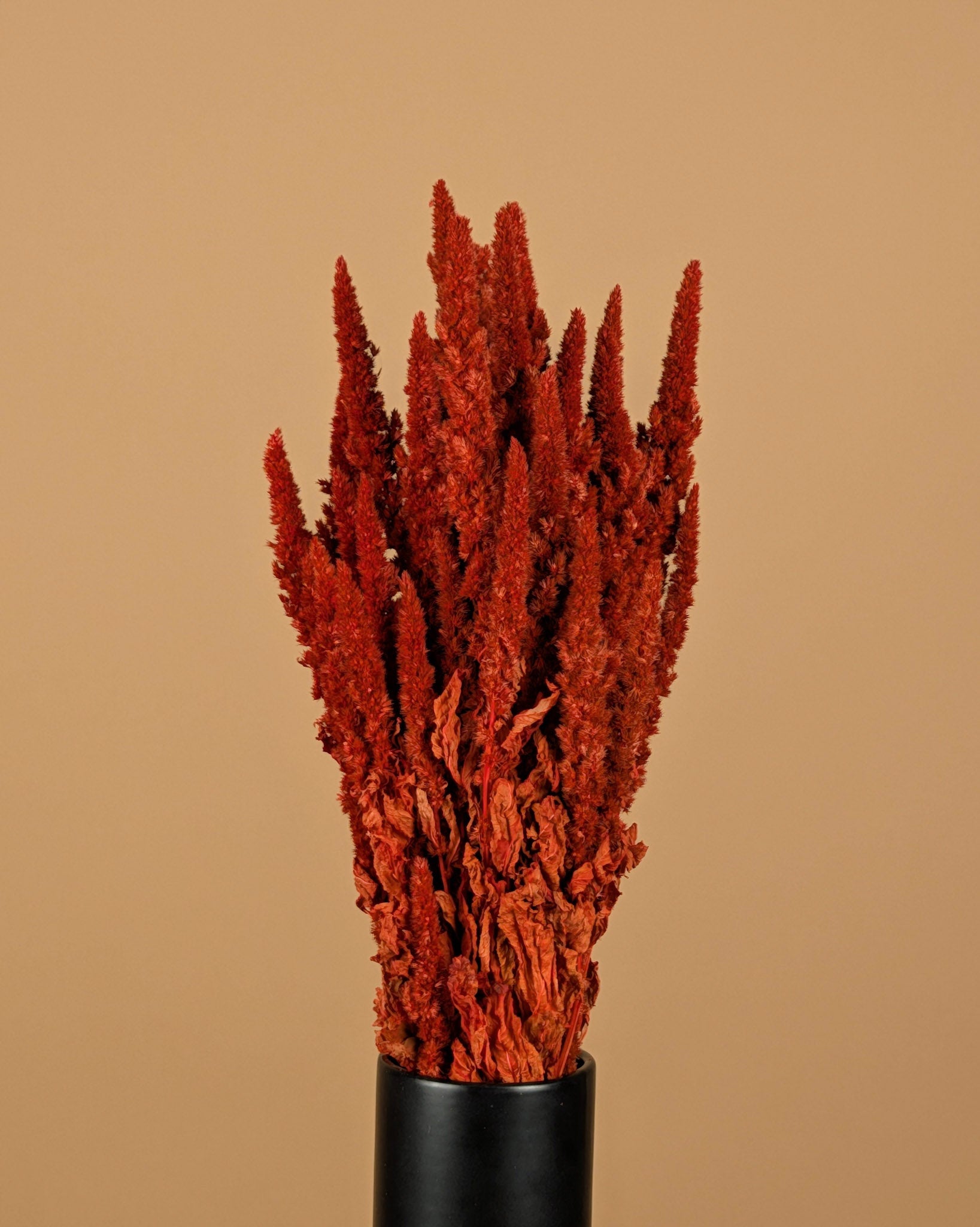 Amaranthus séché orange