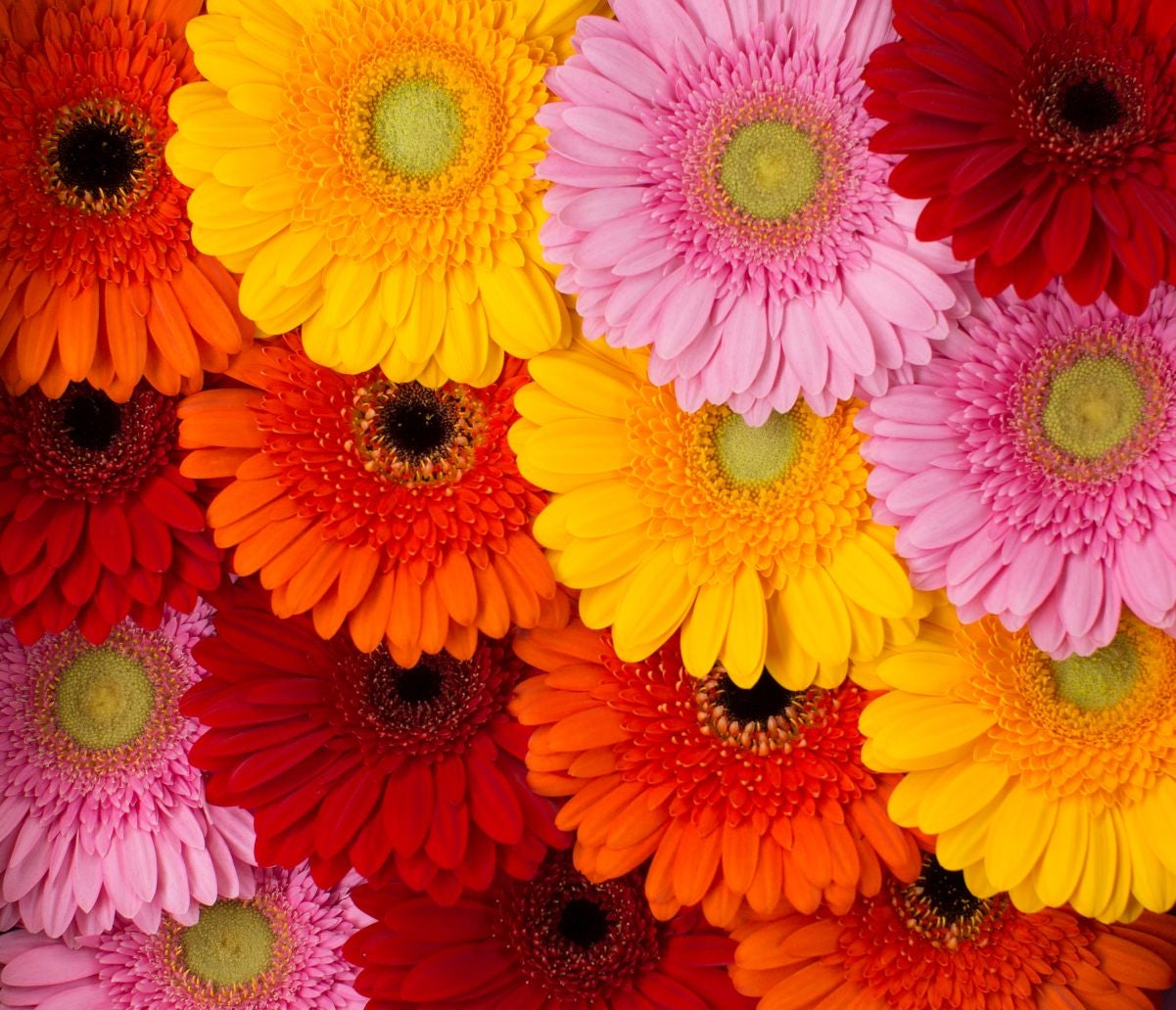 Mélanges de couleurs Gerbera