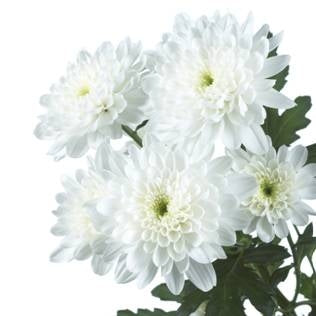 5 Chrysanten decoratief