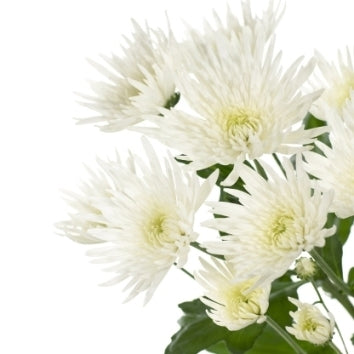 5 Chrysanten spider