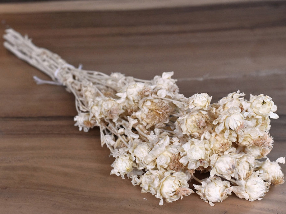 Getrockneter Karthamus bleichte