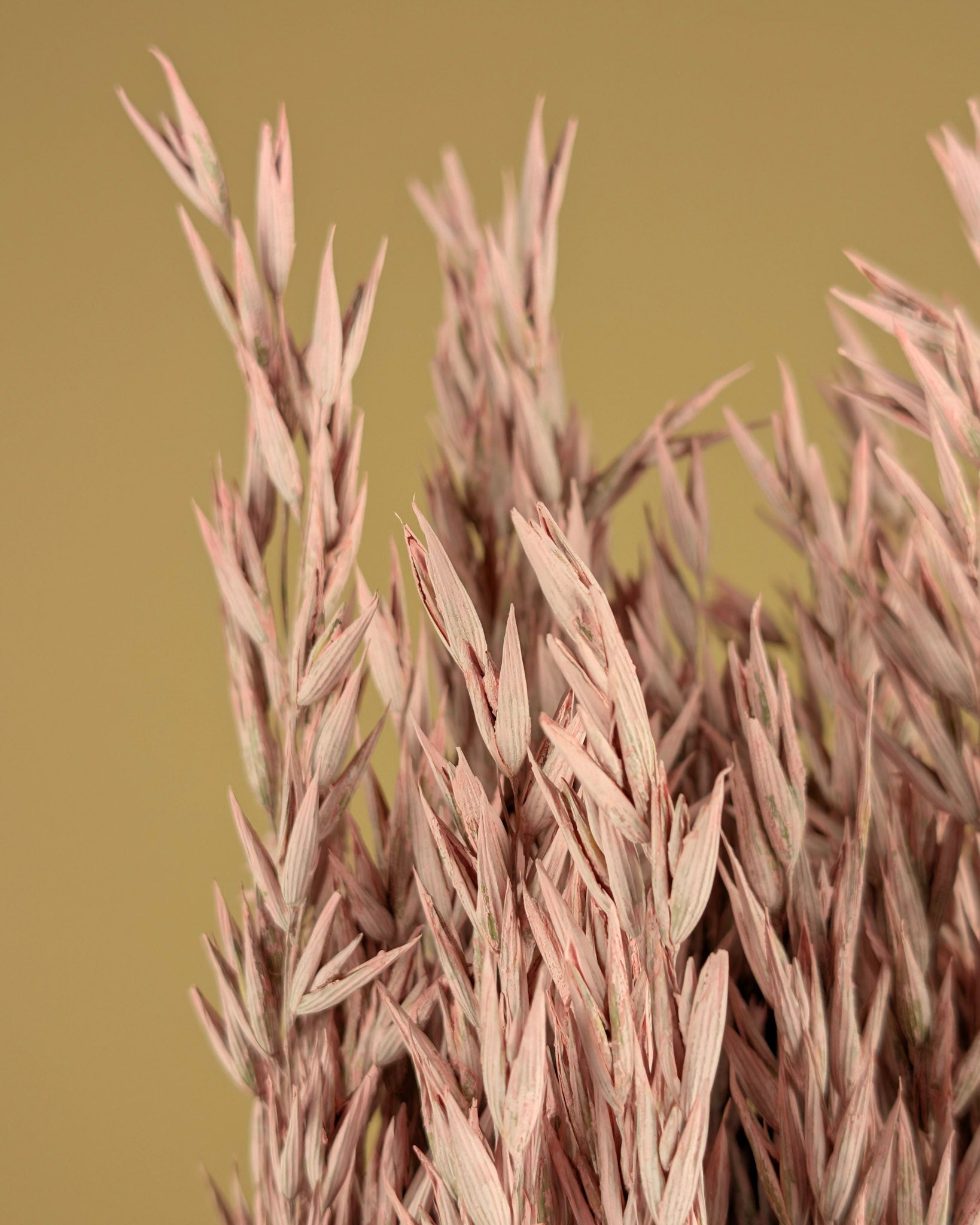 Gedroogde haver (avena) – misty pink