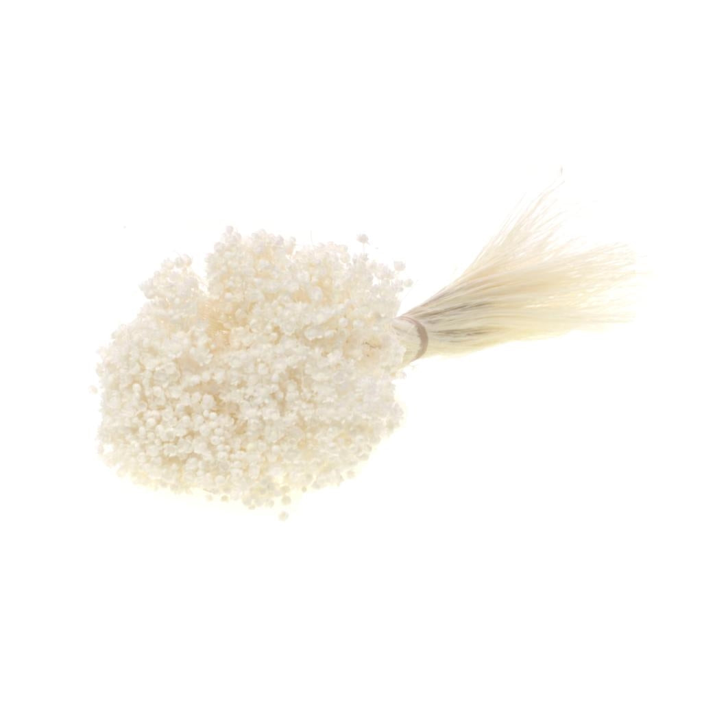 Gedroogde marcela – gebleekt wit