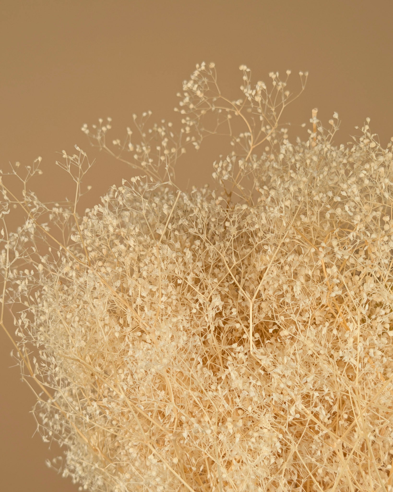 Gedroogde mini gypsophila – gebleekt