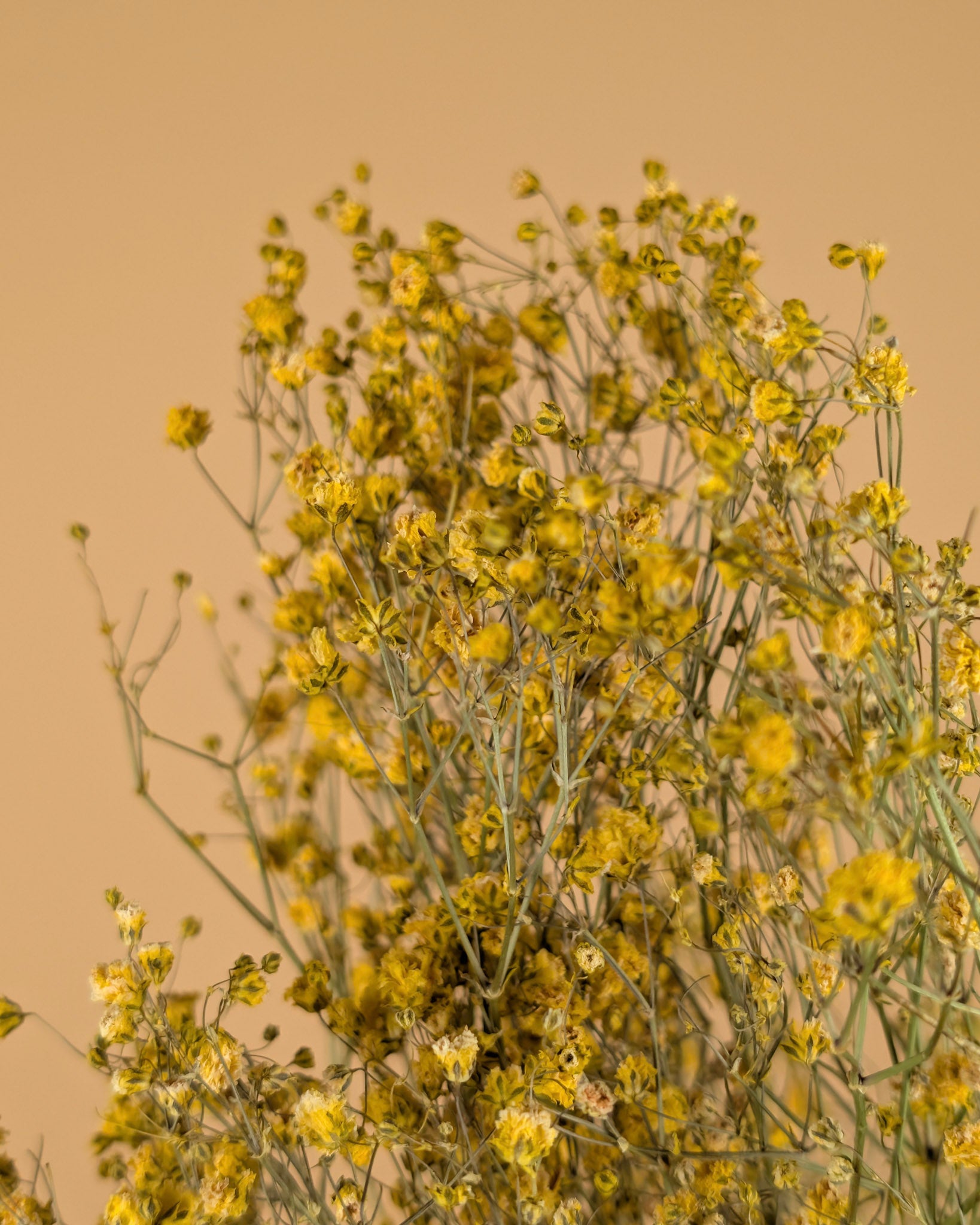 Gedroogde gypsophila – geel