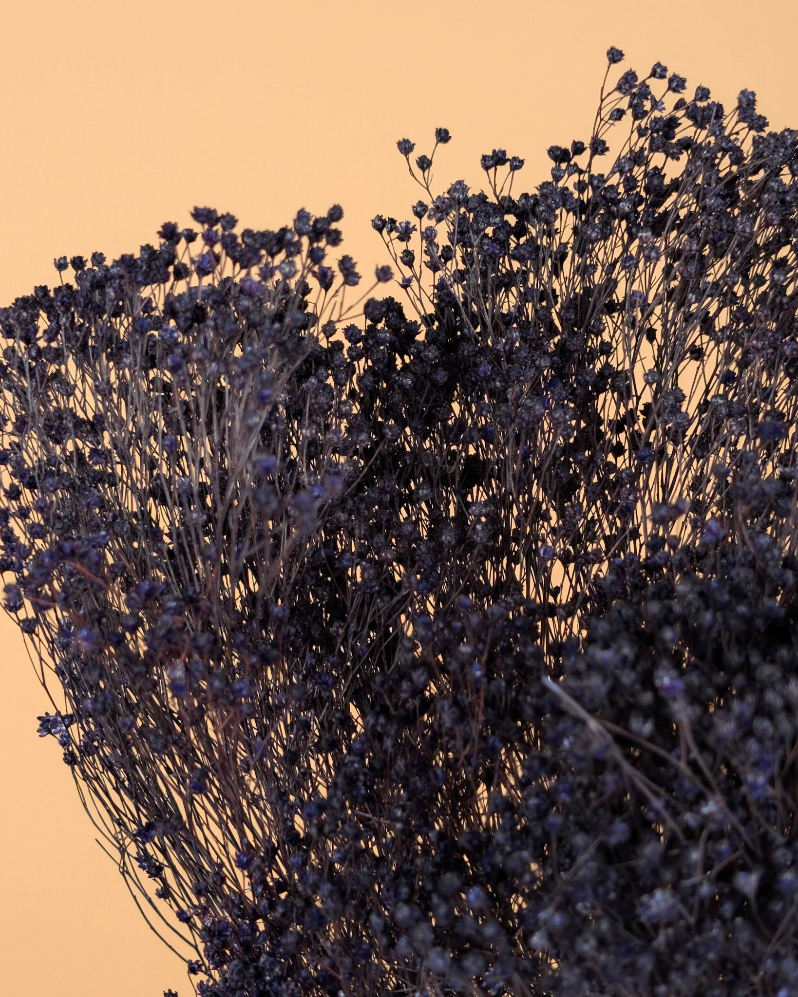 Gedroogde Broom bloom – paars