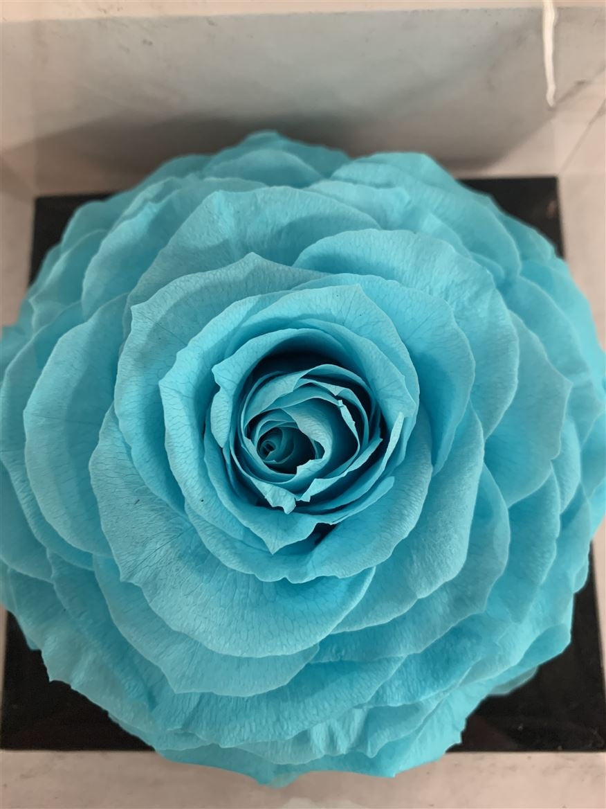 Rose de l'aquarelle conservée dans une boîte cadeau