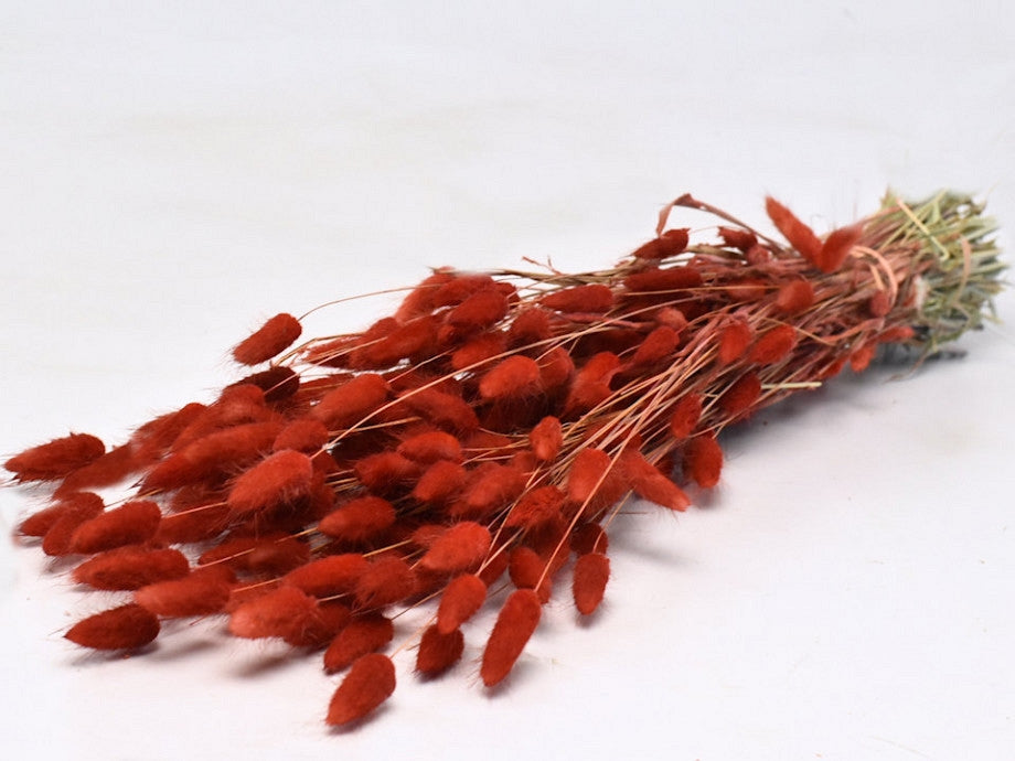 Lagurus ovatus séché rouge