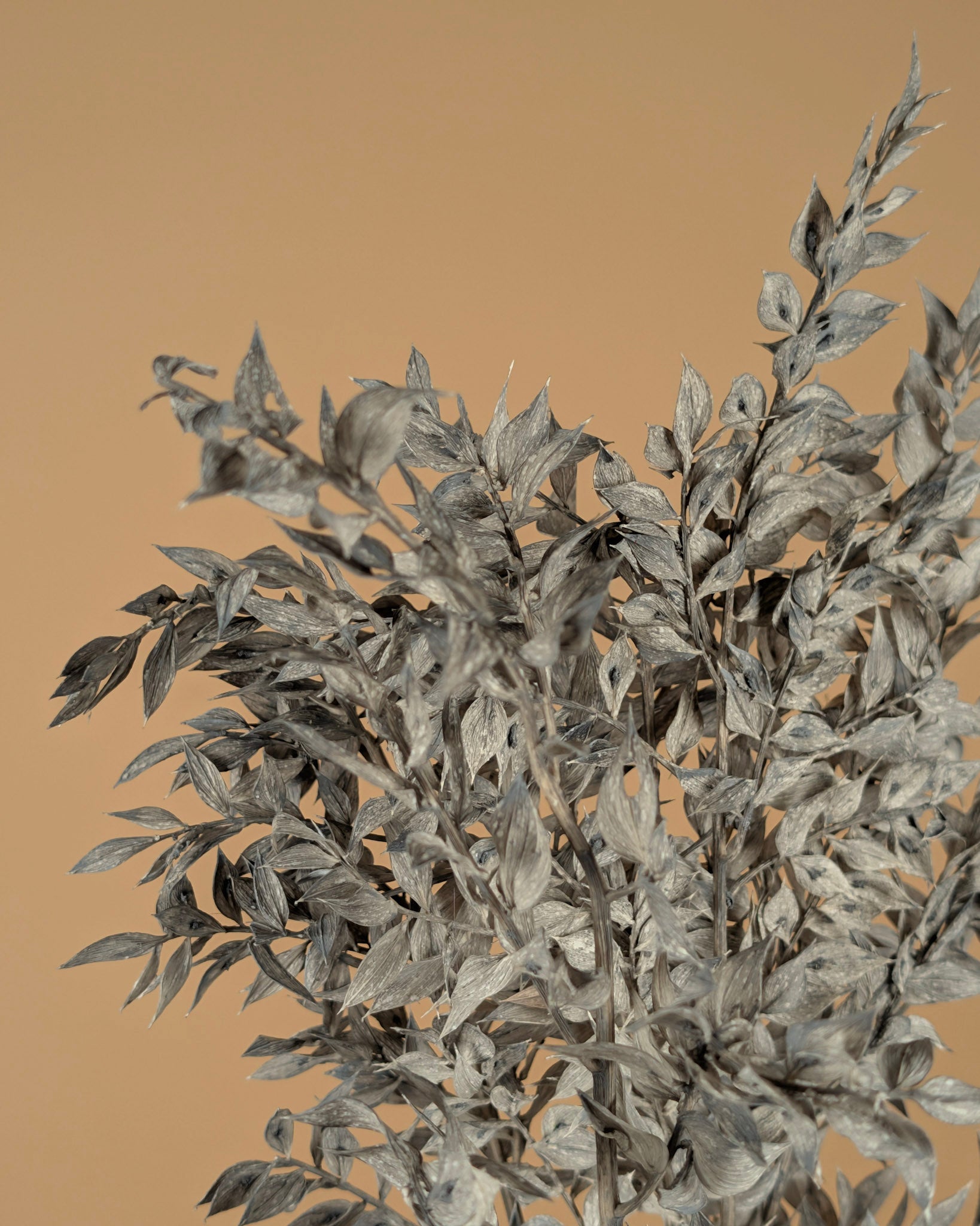 Gepreserveerde Ruscus – mint grijs