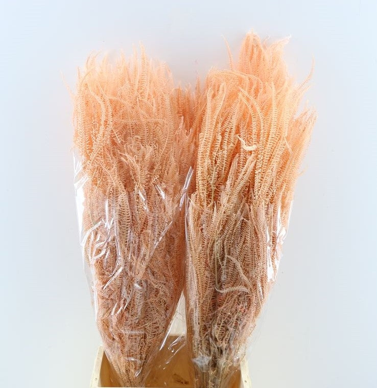 Wholecho blanchis terra conservé séché