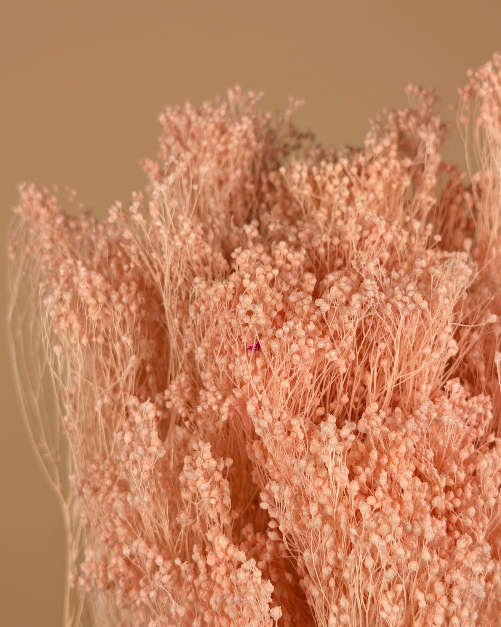 Gepreserveerd mini gypsophila – licht roze