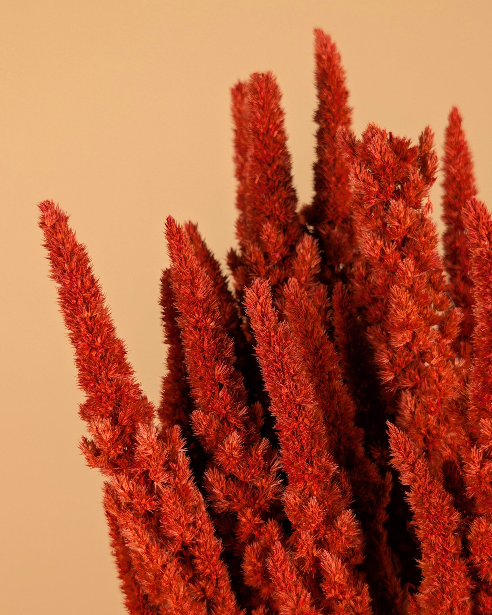 Gedroogde amaranthus – oranje