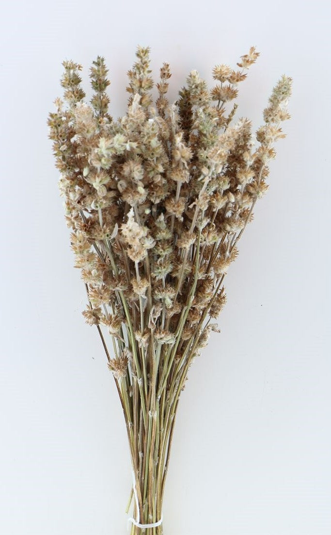 Salvia trocknete wild