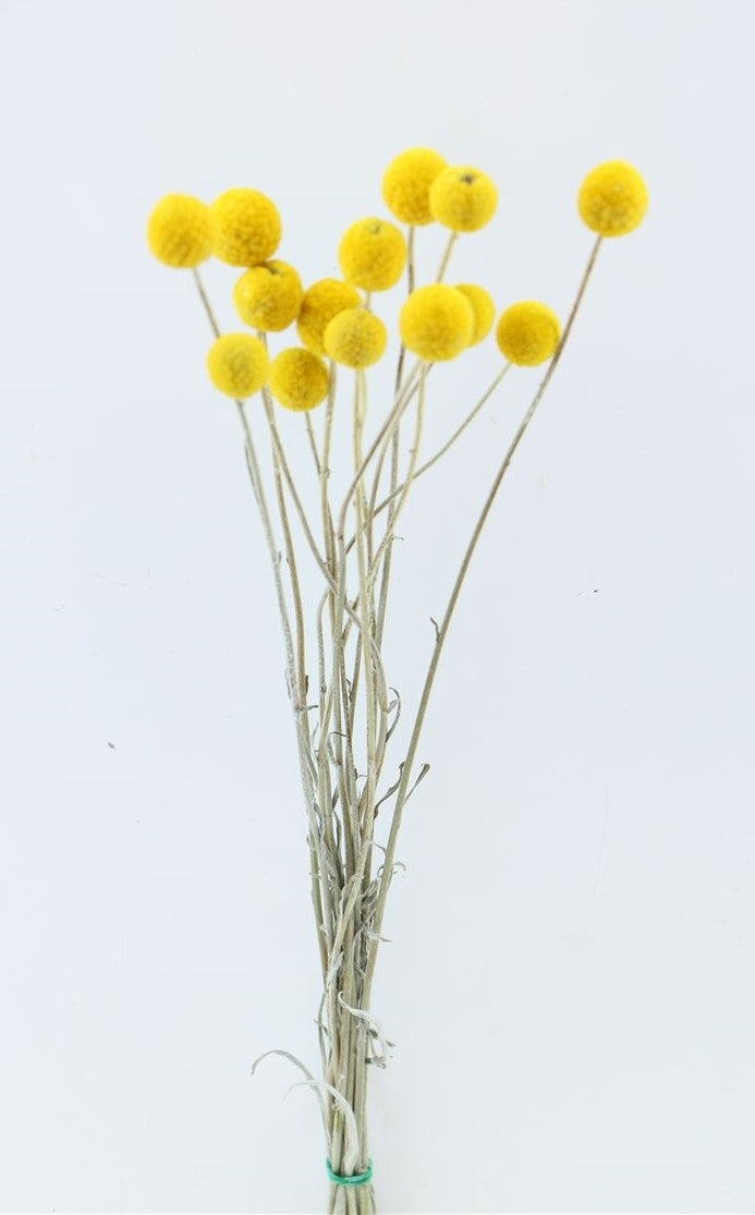 Crraspedia séchée grandes 10 tiges
