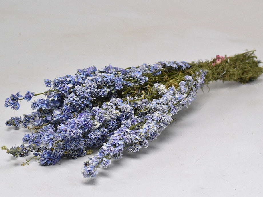 Getrocknetes Delphinium -Rätselpoor hellblau