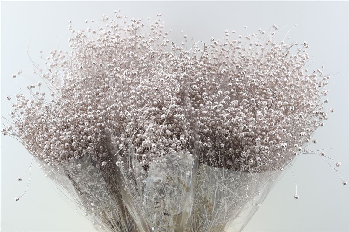 Dried Lino Vlas Champagne 150 grams