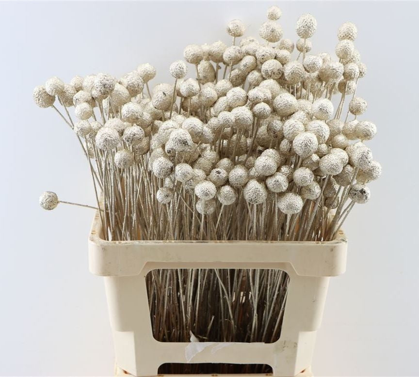 Dried craspedia old gold 10 stems