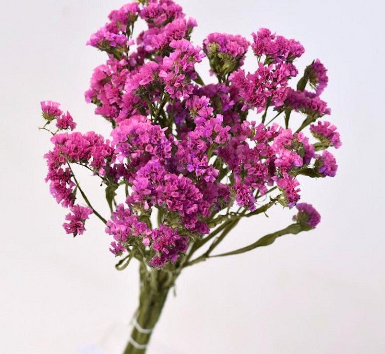 Gedroogde statice (lamsoor) – roze