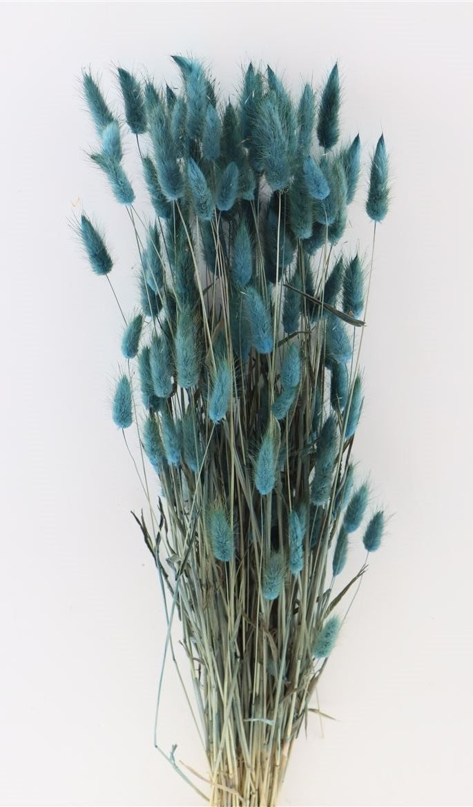 Dried Lagurus Ovatus Turquoise