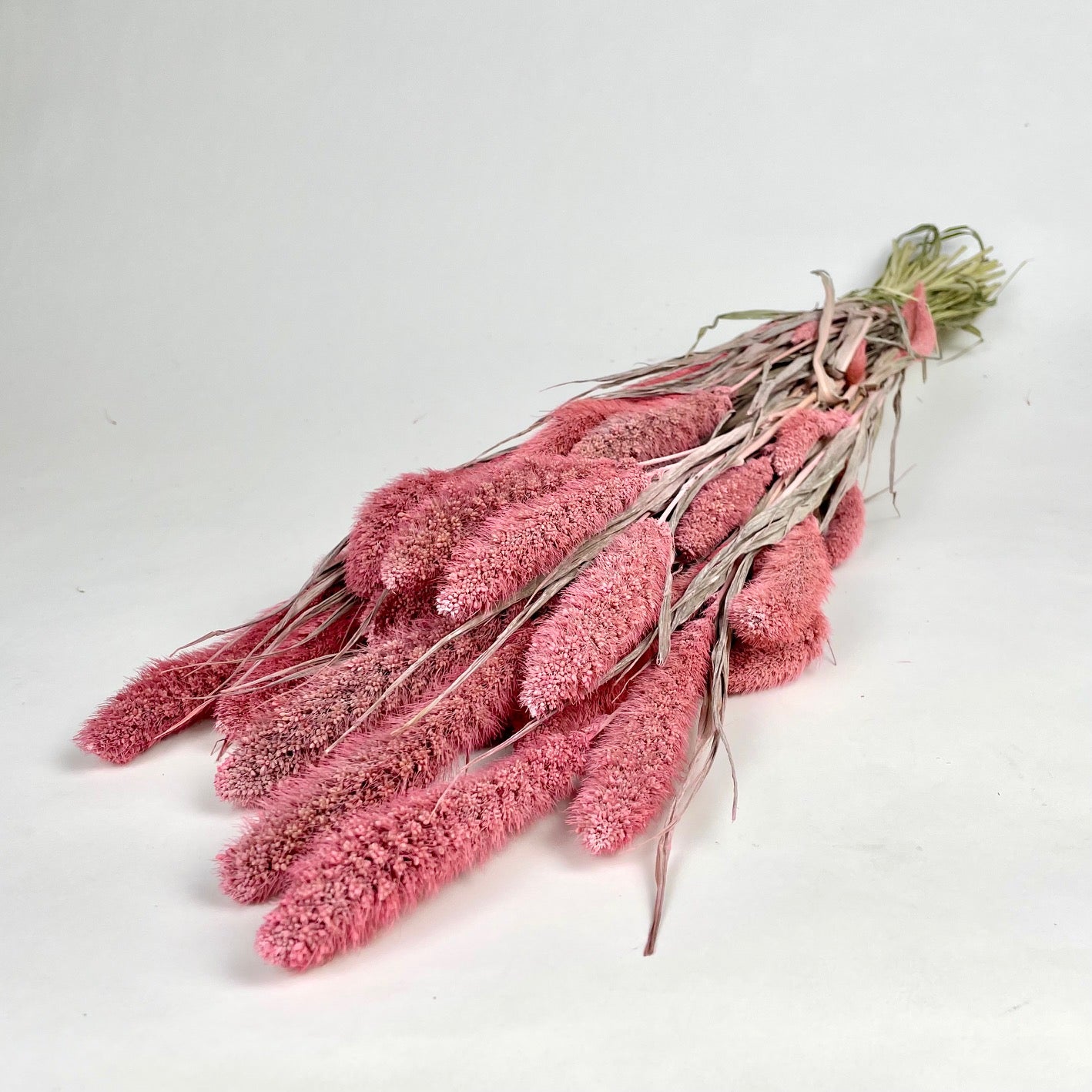 Gedroogde setaria – licht roze
