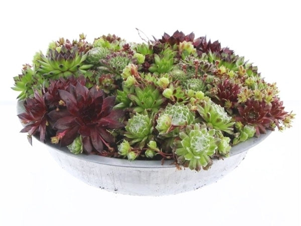 Mélange de Sempervivum dans un plat de zinc