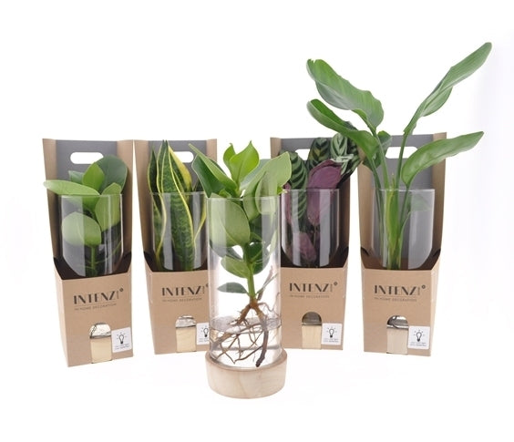 Plante verte dans un verre cylindre dans une boîte cadeau avec LED