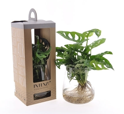 Monstera dans un verre de cylindre avec les racines visibles