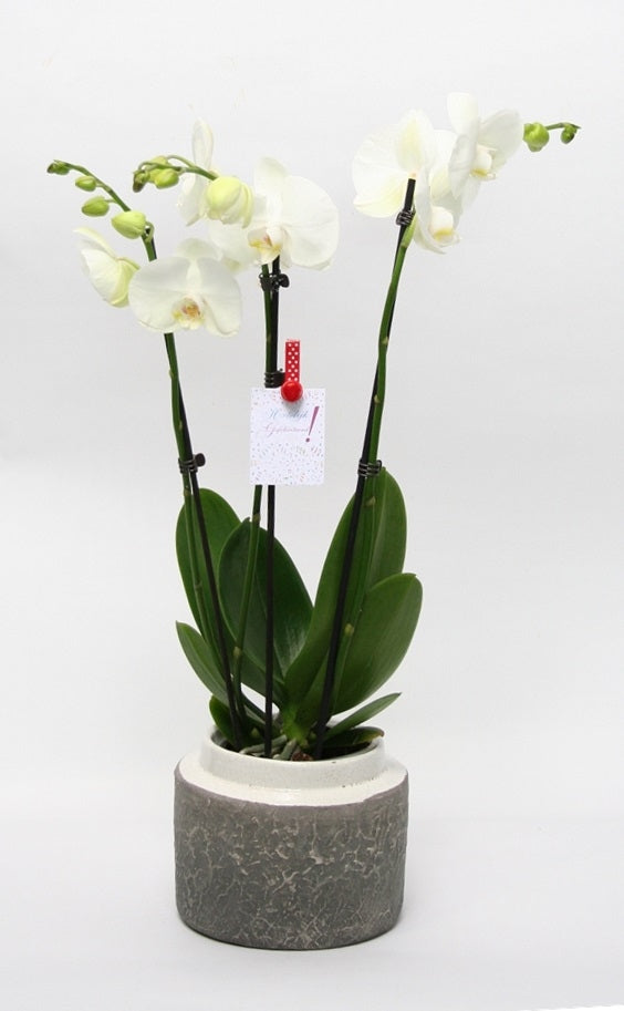 Phalaenopsis Orchidee Weiß 3 Zweige in Keramik Durban Weiß