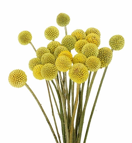 20 Craspedia bolletjes