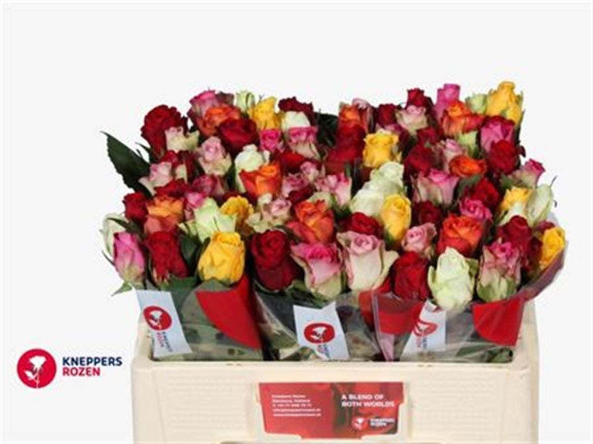 20 Zwischenrosen mischen Farben im Wald 40