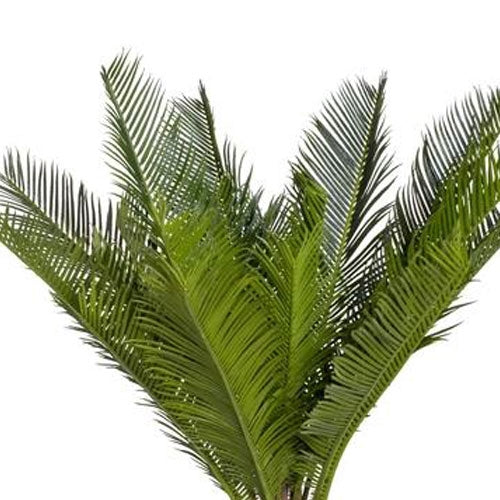 5 Cycas blad