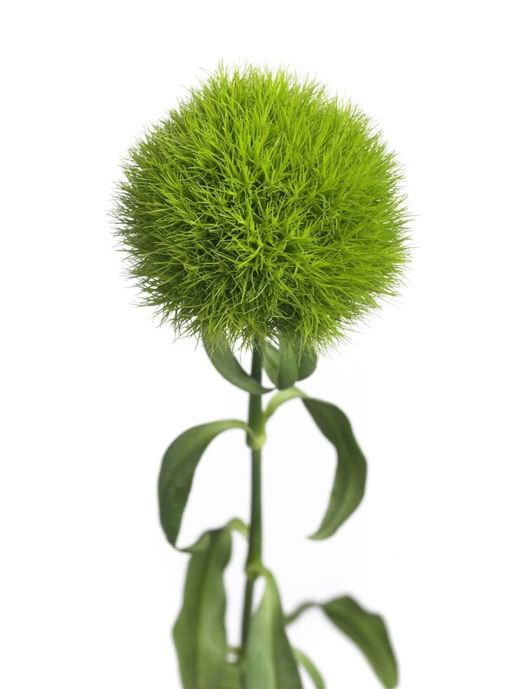 25 Duizendschoon (Dianthus Barbatus) groen